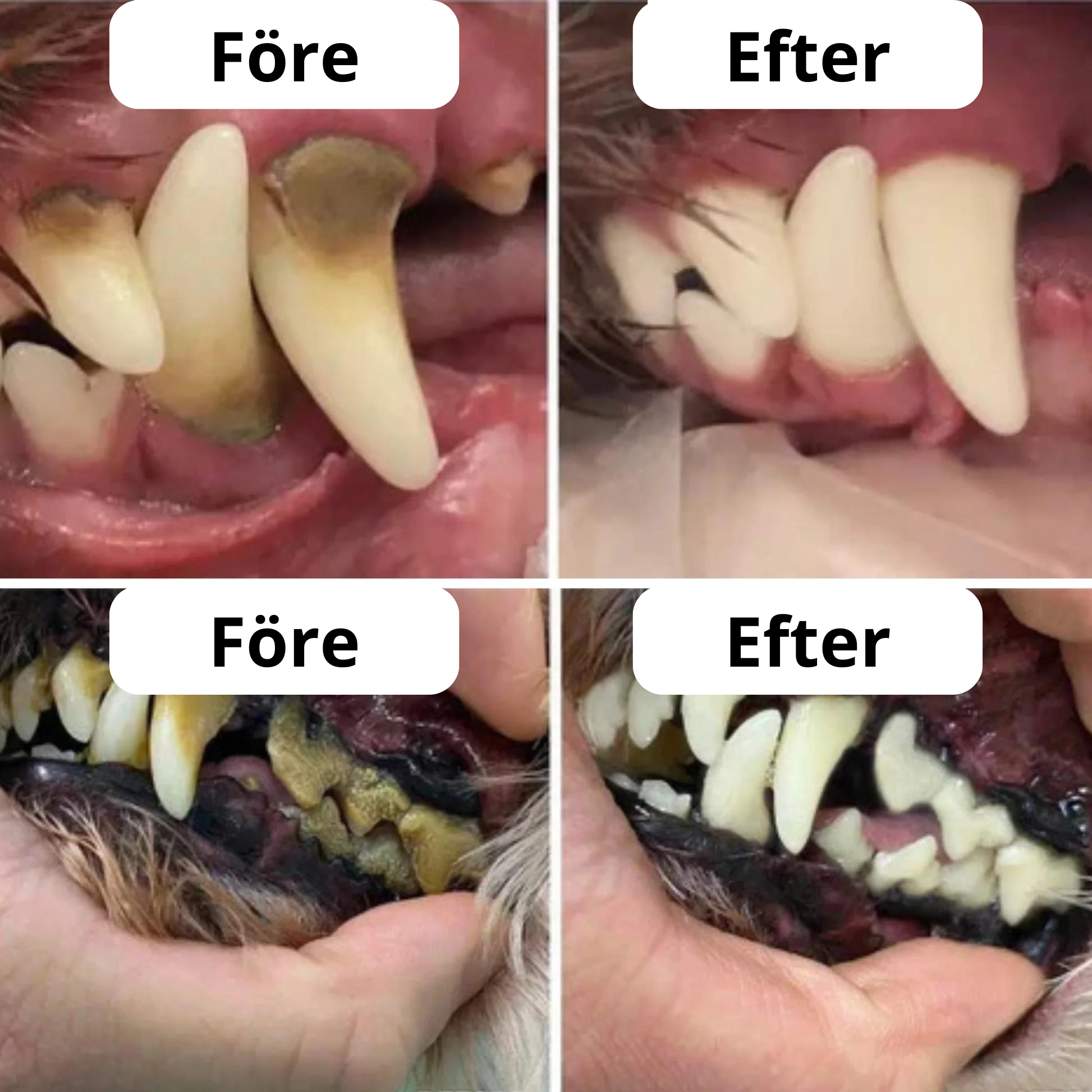 PetTeeth™ Skydda din hund mot tandsjukdomar!