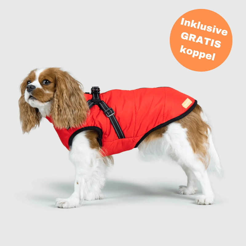 FluffyFit™ | Skydda din hund från de kalla höst- och vinterdagarna!